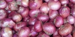 Fresh Red Onion