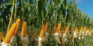 Yellow Maize