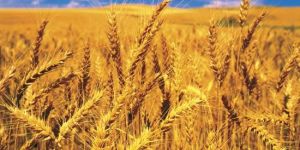 Wheat Seeds