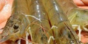 Vannamei Shrimp Fish, Rohu Fish, Catla Fish