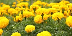Marigold Flowers