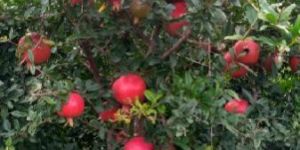 Pomegranate