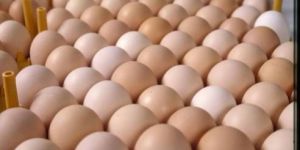 Hatching Eggs