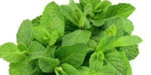 Mint Leaves