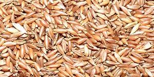 Moongil Arisi Bamboo Rice