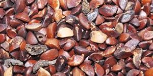 Pethanam (Apple Seed)
