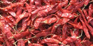 Dried Red Chili