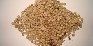 White Pepper Seeds
