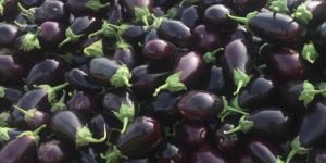 Eggplant