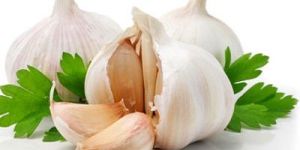 Fresh Garlic