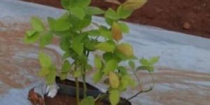 Blueberry Plants