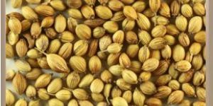 CORIANDER SEEDS: