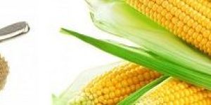 Maize