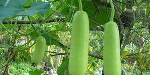 Bottle Gourd