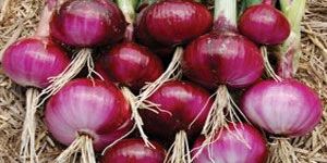 Onion