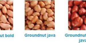 Groundnut