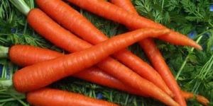 Fresh Carrot