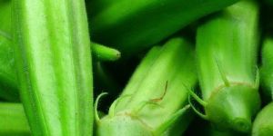 Fresh Okra