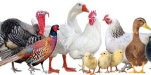 Poultry Feed