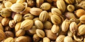 Coriander Seeds