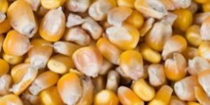 Maize