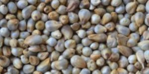 Pearl Millet
