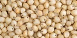 Sorghum,