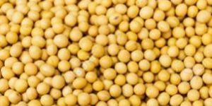 Yellow Mustard Seeds