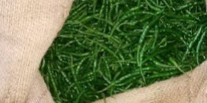 Nvtej Green Chilli