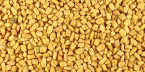 Fenugreek