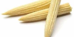 Baby Corn