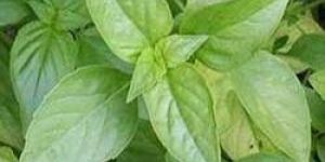Basil Leaves