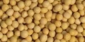 Soya Bean