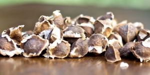 MORINGA DRUMSTICK SEED
