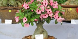 Adenium