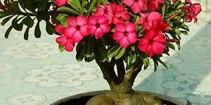 Adenium Dark Pink