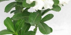 Adenium White