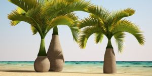 Bottle Palm