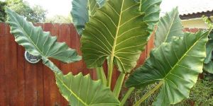 Elephant Ear Alocasia