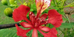 Gulmohar
