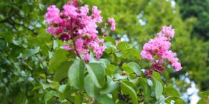 Lagerstroemia Pink