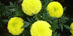 Marigold Flowers