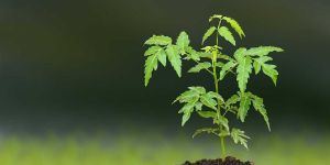 Neem Tree