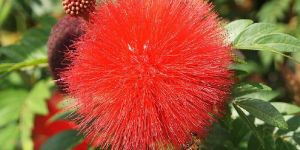 Powder Puff