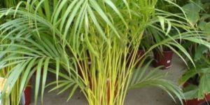 the Areca Palm