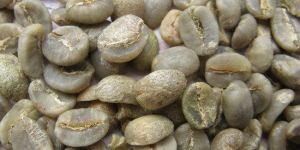 Green Coffee Bean