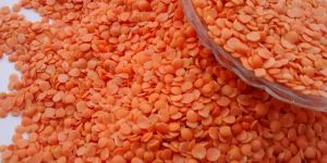 Red Lentils