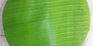 Banana Leaf