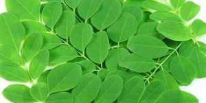 Moringa Leaves