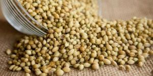 Coriander Seeds